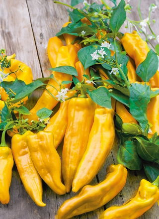 Papryka Corno di Toro Giallo - słodka, żółta