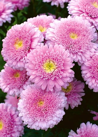 Aster pełny Sidonia - różowy