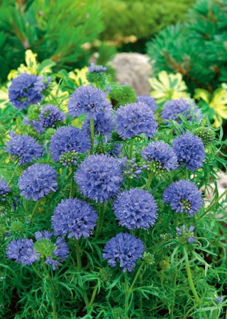 Gilia leptantha - duże kwiaty