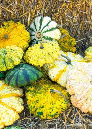 Patison ozdobny Strie Melange - kolorowa mieszanka