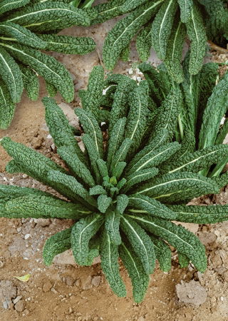 BIO Jarmuż Nero di Toscana