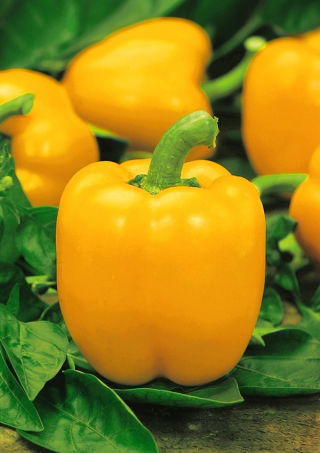 Papryka Yellow California Wonder - żółta, słodka
