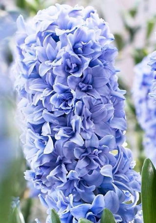Hiacynt Blue Tango - pełny - duża paczka! - 30 szt.
