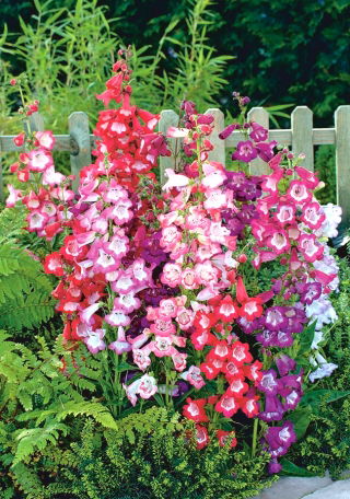 Penstemon