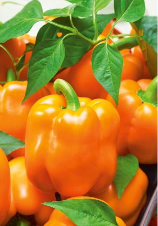 Papryka Rewia - słodka