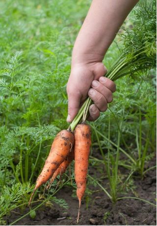 Marchew Salsa F1 - późna