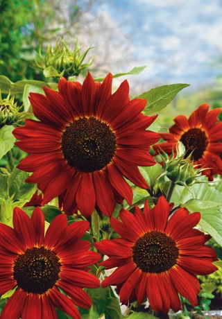 Słonecznik ozdobny - Velvet Queen - 100 gram