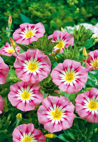 Powój trójbarwny - Rose Ensign - różowy