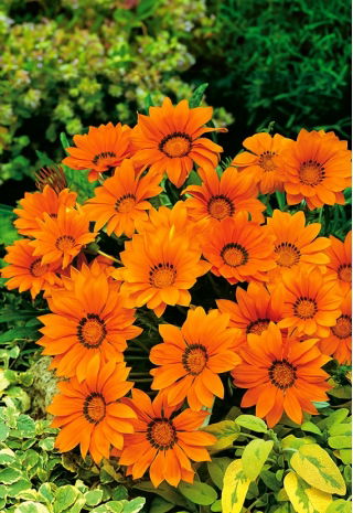 Gazania Orange With Ring