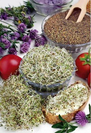 Nasiona na kiełki - Koniczyna