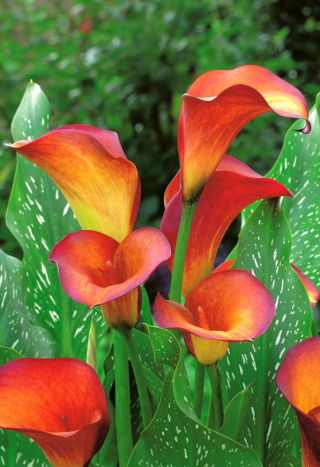 Calla Flame - GIGA paczka! - 50 szt.