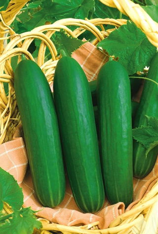 Ogórek Iwa - pod osłony