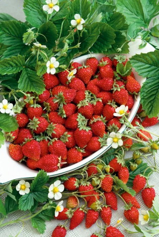 Poziomka Running Red - pędy nawet po 1,5 metra długości!