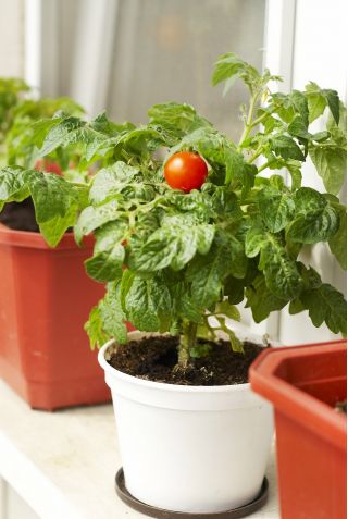Pomidor Balkoni Red F1 - balkonowy