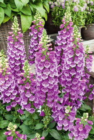 Naparstnica purpurowa - fioletowa - setki dzwonków na jednym pędzie!