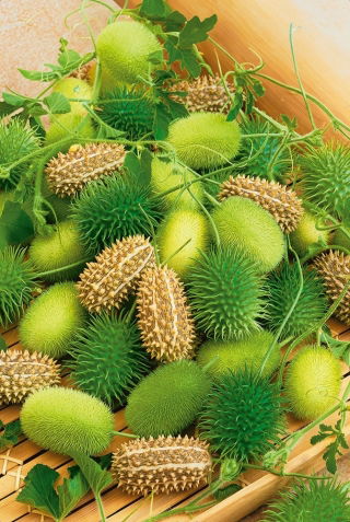 Ogórek ozdobny - mieszanka