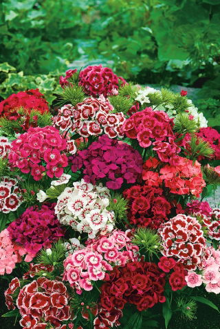 Goździk brodaty - mieszanka o kwiatach pojedynczych