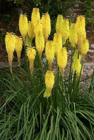 Kniphofia żółta - Minister Verschuur - GIGA paczka! - 50 szt.