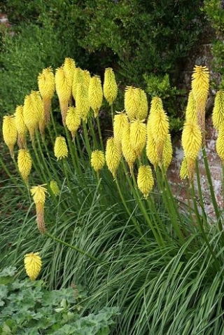 Kniphofia żółta - Minister Verschuur - GIGA paczka! - 50 szt.