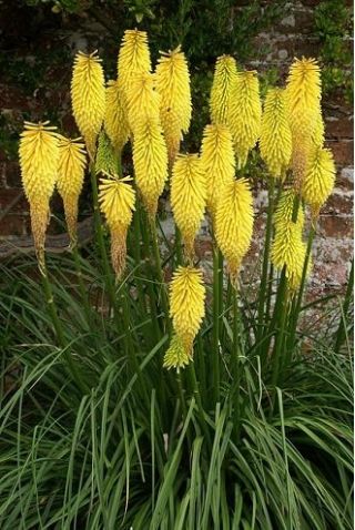 Kniphofia żółta - Minister Verschuur - 1 szt.