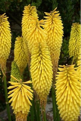 Kniphofia żółta - Minister Verschuur - 1 szt.