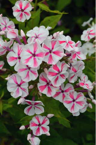 Floks (Phlox) - Płomyk wiechowaty - Twister - 1 szt.