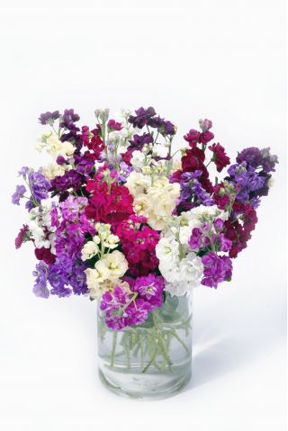 Lewkonia letnia Excelsior - mieszanka
