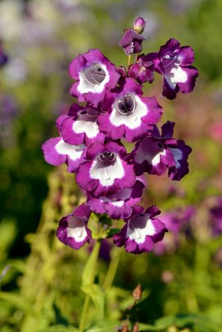 Penstemon