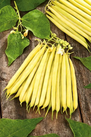 Fasola Laurina - szparagowa, średnio wczesna, żółtostrąkowa