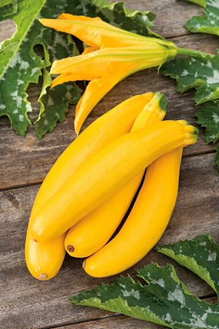 Cukinia Bananowy Song F1 - żółta