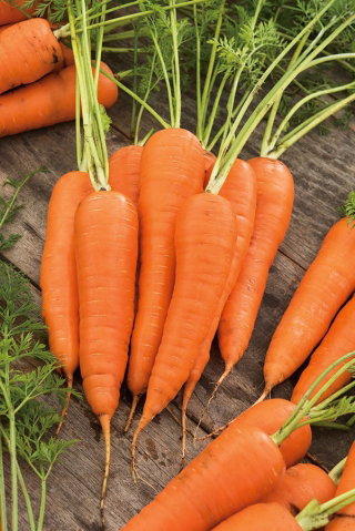 Marchew Salsa F1 - późna