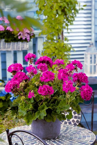 Pelargonia fioletowa