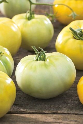 Pomidor White Beefsteak - biały
