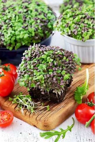 Microgreens - Mizuna - młode listki o unikalnym smaku - 1 kg