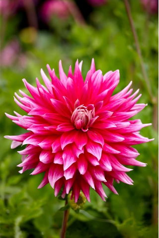 Dalia - Ac Dark Horse