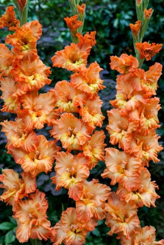 Mieczyk Princess Ruffle - 5 szt.