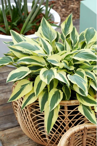 Funkia - Hosta Lakeside Dragonfly