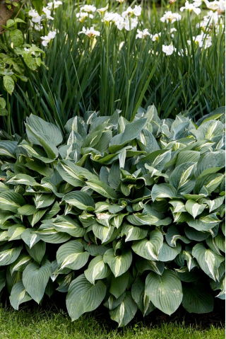 Funkia - Hosta Snake Eyes - duża paczka! - 10 szt.