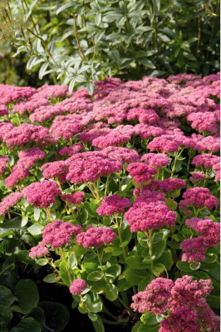 Rozchodnik Mini Joy - Sedum - sadzonka - duża paczka! - 10 szt.