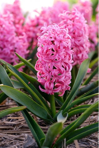 Hiacynt Scarlet Pearl - 3 szt.