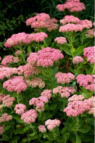 Rozchodnik okazały - Sedum Spectabile - sadzonka - GIGA paczka! - 50 szt.