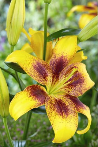 Lilia - Yellow Brush - GIGA paczka! - 50 szt.