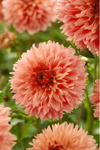 Dalia - Orange Fubuki - duża paczka! - 10 szt.