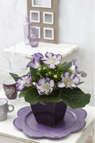 Gloksynia biało-niebieska - nakrapiana - Tigrinia Blue - GIGA paczka! - 50 szt.