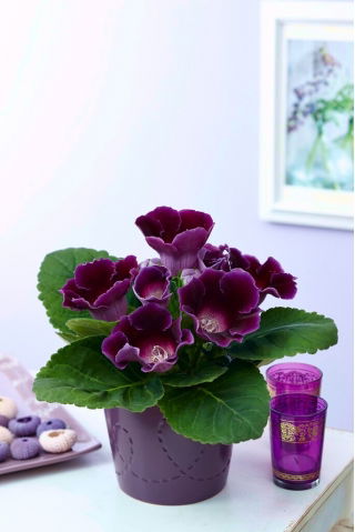 Gloksynia fioletowa - Violacea - GIGA paczka! - 50 szt.