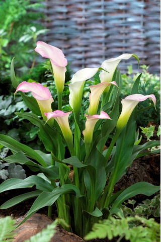 Calla Crystal Blush - GIGA paczka! - 50 szt.