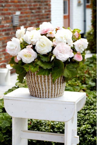 Begonia wielkokwiatowa - Superba White - biała - GIGA paczk! - 100 szt.