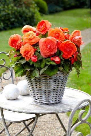 Begonia wielkokwiatowa - Superba Orange - pomarańczowa - GIGA paczka! - 100 szt.