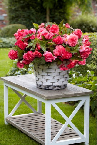 Begonia pachnąca - Odorata Pink Delight - GIGA paczka! - 100 szt.