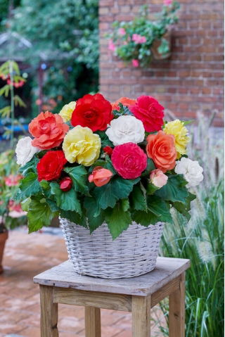 Begonia wielkokwiatowa - Superba - mix kolorów - GIGA paczka! - 100 szt.